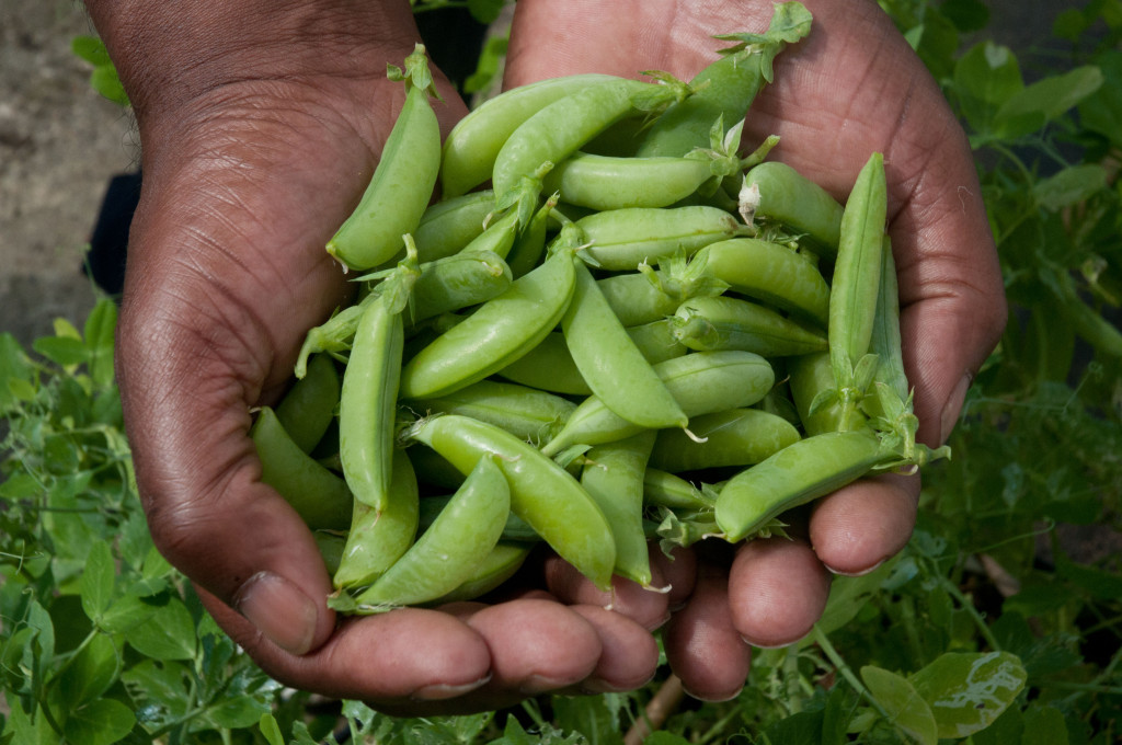 Growing-Peas-UK